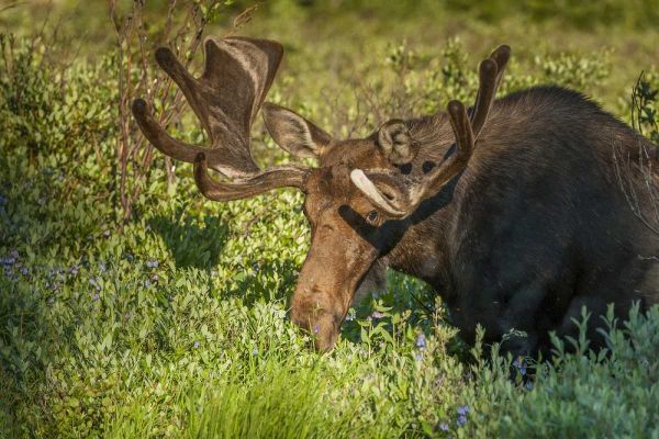 Colorado, Brainard Lake Moose in velvet antlers
